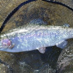 日曜の天竜川ルアーフライテンカラ専用区